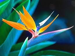 Mixed Strelitzia Flower Seeds for Planting – Heirloom Non-GMO High Germination Organic Garden Seeds