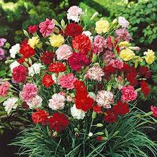 Heirloom Carnation Flower Seeds for Planting – Non-GMO, High Germination Organic Garden Seeds