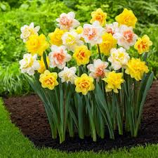 Daffodil Narcissus Flower Seeds for Planting – Heirloom, Non-GMO, High Germination Organic Garden Seeds