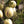 Fruit Seeds,Garden seeds, Seeds For Planting,Plant Seeds