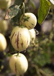 Fruit Seeds,Garden seeds, Seeds For Planting,Plant Seeds