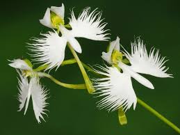 Orchid Flower Seeds for Planting – Heirloom Non-GMO High Germination Organic Garden Seeds