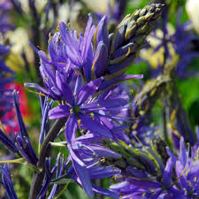 Heirloom Camassia Leichtlinii Flower Seeds – Non-GMO, High Germination Organic Garden Seeds