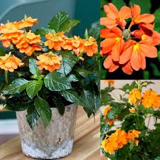 Firecracker Flower Seeds for Planting | Heirloom Non-GMO Organic Garden Seeds
