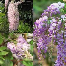 Mix Wisteria Flower Seeds for Planting – Heirloom, Non-GMO, High Germination Organic Garden Seeds