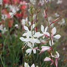 Gaura Flower Seeds for Planting – Heirloom, Non-GMO, Easy to Grow Organic Garden Seeds