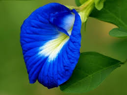 Clitoria Flower Seeds for Planting – Heirloom, Non-GMO, Bright Bloom Garden Seeds