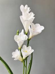 White Freesia Flower Seeds for Planting – Heirloom, Non-GMO, Vibrant Organic Garden Seeds