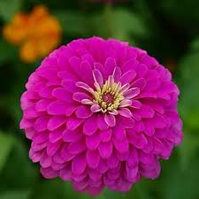 Pink Zinnia Flower seeds for Planting – Pollinator Friendly, Heirloom, Non‑GMO, High Germination Organic Garden Seeds