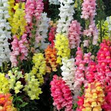 Antirrhinum Flower Seeds for Planting – Bright Blooms Heirloom Non-GMO High Germination Organic Garden Seeds