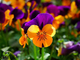 Purple Orange Pansy Flower Seeds for Planting | Heirloom Non-GMO High Germination