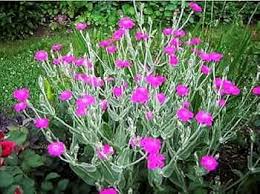 Pink Rose Campion Flower Seeds for Planting – Heirloom, Non-GMO, Hardy Organic Garden Seeds