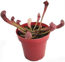 Scarlet Sarracenia Carnivorous Flower Seeds for Planting – Heirloom, Non-GMO, High Germination Organic Garden Seeds