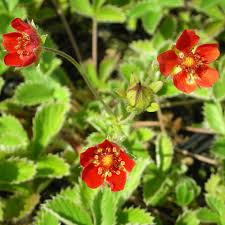 Red Potentilla Atrosanguinea Flower Seeds for Planting | Heirloom Non-GMO High Germination Seeds