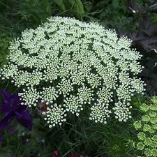 Ammi Visnage Flower Seeds for Planting – Heirloom, Non-GMO, High Germination Organic Garden Seeds