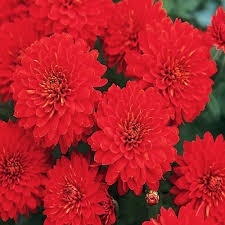 Red Chrysanthemum Flower Seeds for Planting – Heirloom Non-GMO Organic Garden Seeds, Perfect for Borders