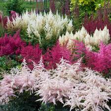Astilbe Flower Seeds for Planting – Hardy Variety Heirloom Non-GMO High Germination Organic Garden Seeds