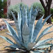 Heirloom Agave Flower Seeds for Planting – Non-GMO, High Germination Organic Garden Seeds