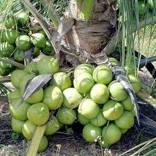 Fruit Seeds,Garden seeds, Seeds For Planting,Plant Seeds