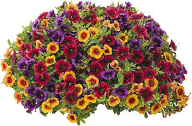 Flower Seeds, Seeds,Seeds For Planting,Plant Seeds