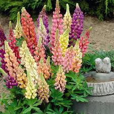 Mixed Lupine Flower Seeds for Planting – Heirloom, Non-GMO, Organic Garden Seeds