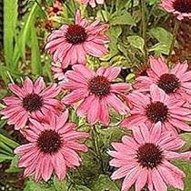 Echinacea Purpurea Flower Seeds for Planting – Wildflower Mix, Heirloom, Non-GMO, High Germination