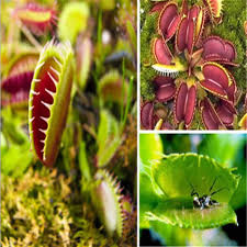 Carnivorous Flower Seeds for Planting – Heirloom, Non-GMO, High Germination Organic Garden Seeds
