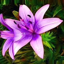 Purple Lilium Brownii Flower Seeds for Planting | Heirloom Non-GMO Organic Garden Seeds, High Germination