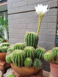 Echinopsis Flower Seeds for Planting – Premium Quality, Heirloom & Non-GMO Seeds