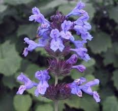 Catmint Flower Seeds for Planting – Heirloom, Non-GMO, High Germination Organic Garden Seeds