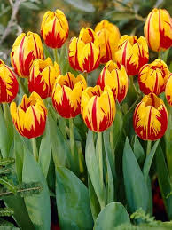 Tulip Yellow Red Flower Seeds for Planting – Heirloom Non-GMO High Germination Organic Garden Seeds