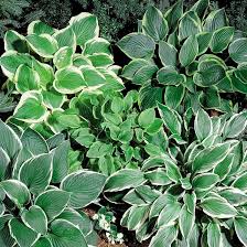 Heirloom Hosta Flower Seeds – Non-GMO, High Germination Organic Garden Seeds
