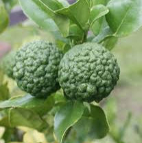 Fruit Seeds,Garden seeds, Seeds For Planting,Plant Seeds