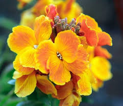 Yellow Wallflower Flower Seeds for Planting – Heirloom, Non-GMO, Premium Quality Garden Seeds