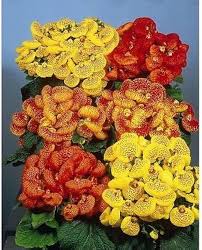 Red Yellow Calceolaria Flower Seeds for Planting – Heirloom, Non-GMO, Drought Tolerant Organic Garden Seeds