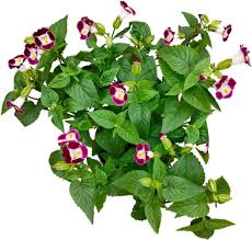 Torenia Flower Seeds for Planting – Colorful Display, Heirloom &amp; Non-GMO Seeds