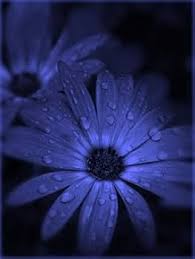 Blue Felicia Flower Seeds for Planting | Heirloom Non-GMO High Germination