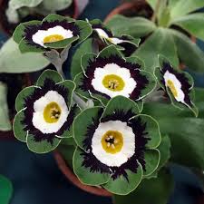 Green Shade Auricula Flower Seeds for Planting – Heirloom Non-GMO High Germination Organic Garden Seeds