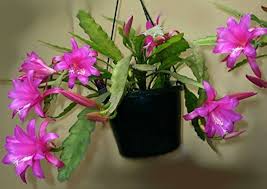 Chiapasia Nelsonii Flower Seeds for Planting – Heirloom, Non-GMO, Seasonal Bloomer High Germination Seeds