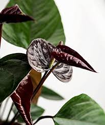 Dark Brown Anthurium Flower Seeds for Planting – Heirloom, Non-GMO, Low-Maintenance High Germination Seeds