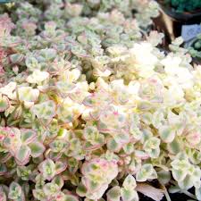 Little Missy Flower Seeds for Planting – Compact Growth Heirloom Non-GMO Organic Garden Seeds