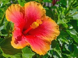 Giant Hibiscus Flower Seeds for Planting – Heirloom, Non-GMO, Colorful Organic Garden Seeds