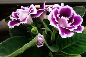 Pink Violet Brazilian Gloxinia Flower Seeds for Planting – Drought Tolerant Heirloom Non-GMO Organic Garden Seeds