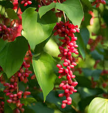 Schisandra Flower Seeds for Planting – Drought-Tolerant Heirloom, Non-GMO, High Germination Garden Seeds