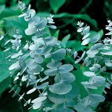 Eucalyptus Cinerea Silver Dollar Flower Seeds for Planting – Heirloom, Non-GMO, High Germination Organic Garden Seeds