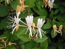 Lonicera Ciliosa Flower Seeds for Planting – Heirloom, Non-GMO, Compact Growth, High Germination