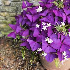 Purple Oxalis Stricta Flower Seeds for Planting – Non-GMO, High Germination Heirloom Organic Garden Seeds