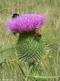 Cirsium Muticum Flower Seeds for Planting – Vibrant Colors, Heirloom, Non-GMO, High Germination