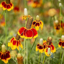 Ratibida Columnifera Flower Seeds for Planting – Garden Favorite, Heirloom, Non-GMO, High Germination