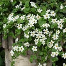 White Snowtopia Flower Seeds for Planting – Heirloom Non-GMO, High Germination Organic Garden Seeds